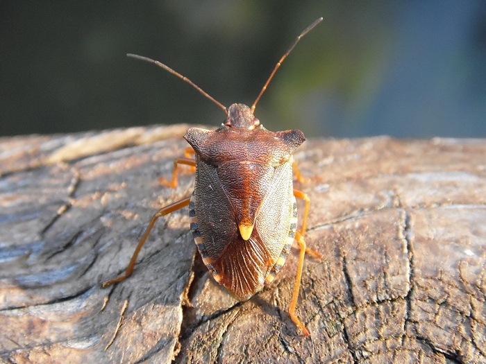 Pentatomide: Pentatoma rufipes del Parco del Ticino